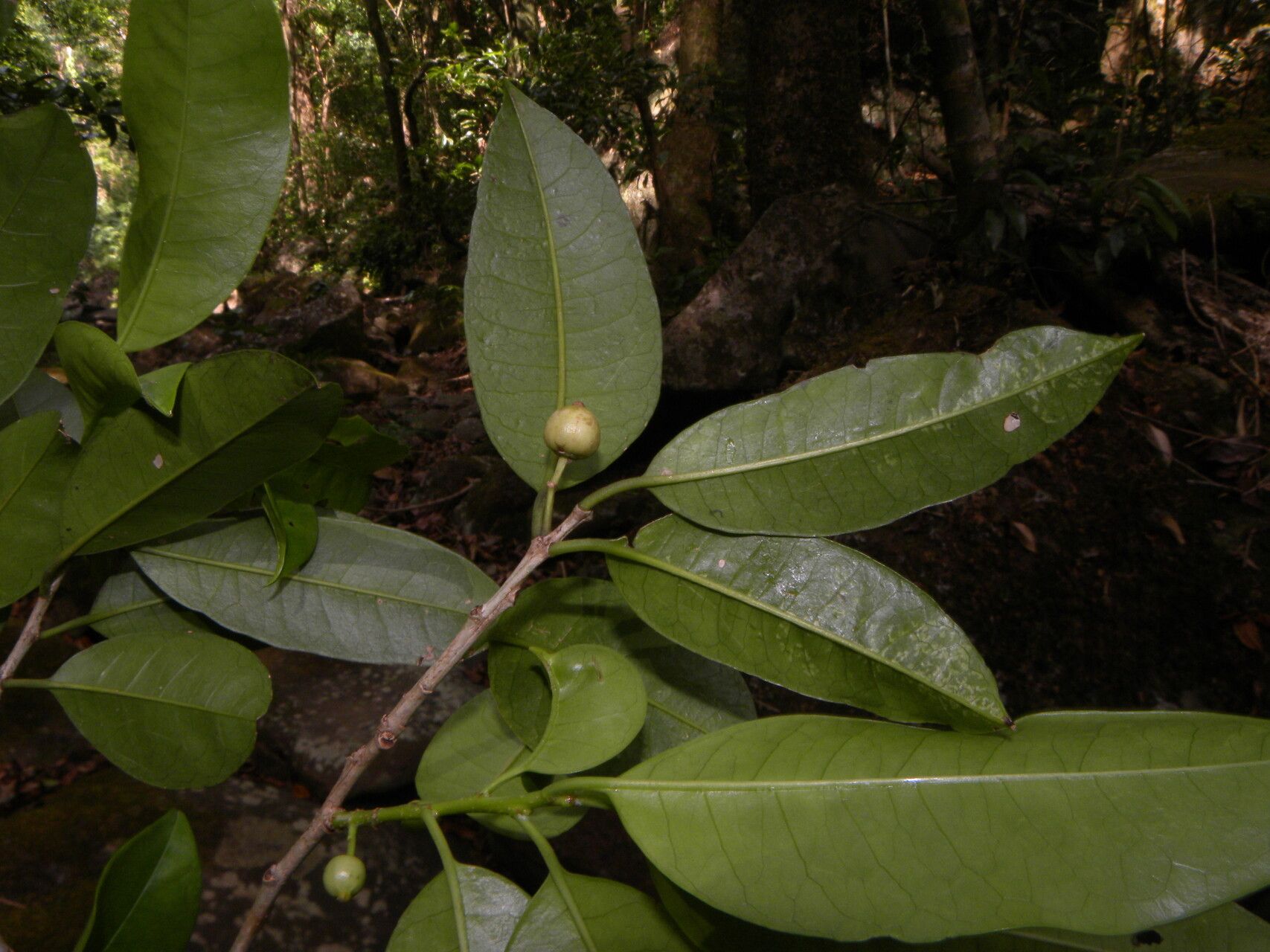 Ilex haberi fruit
