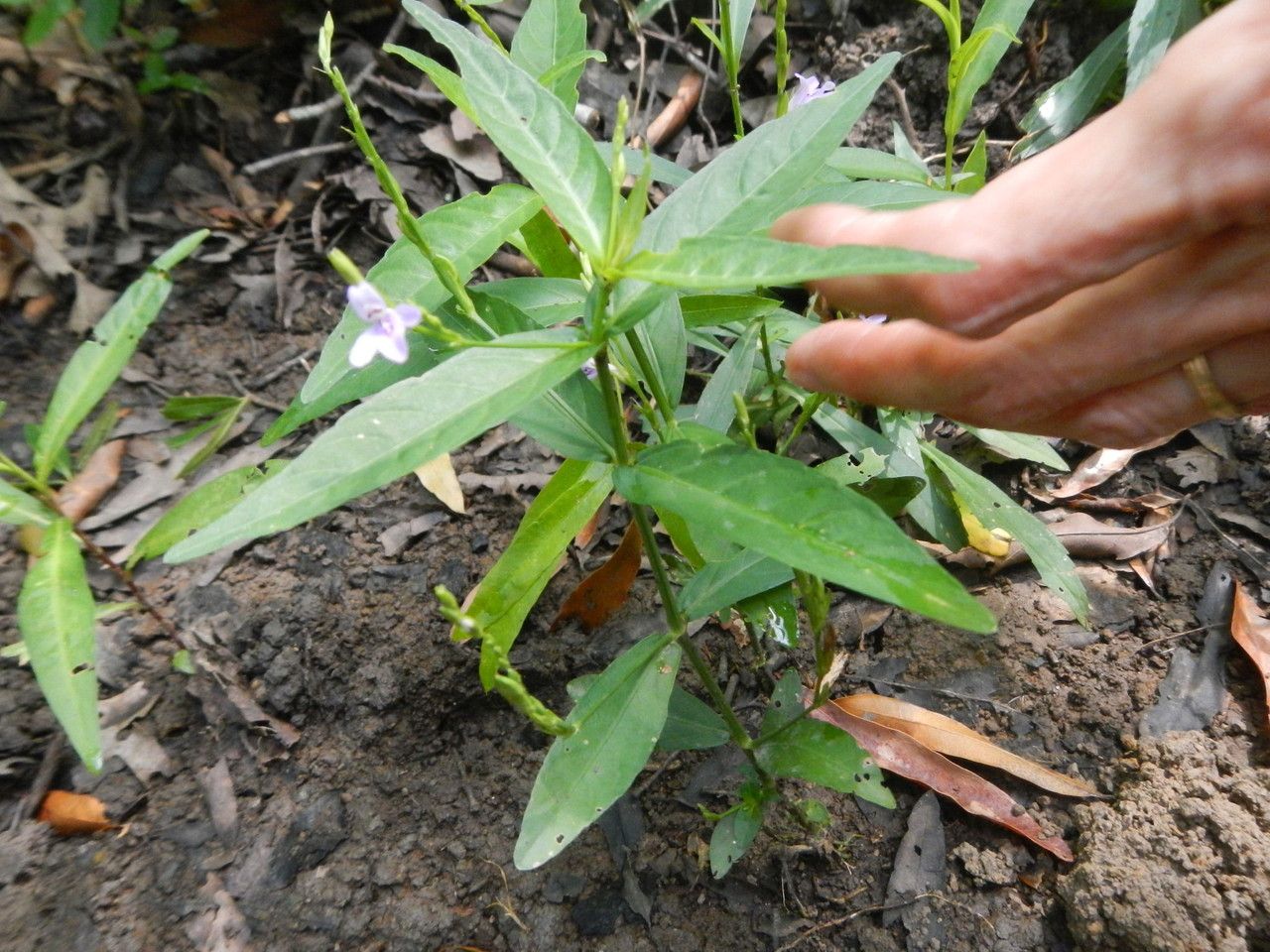 Justicia ovata habit