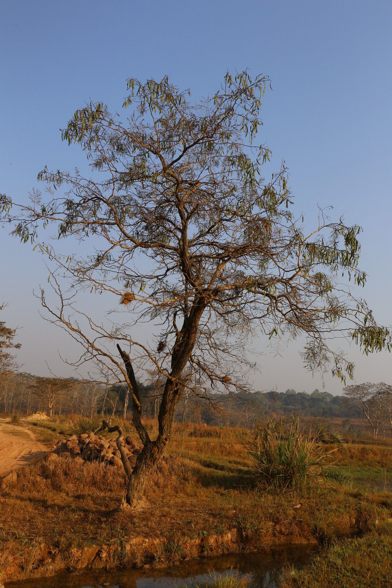 Vachellia amythethophylla habit