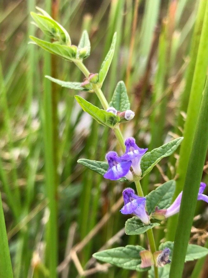 Scutellaria columnae flower