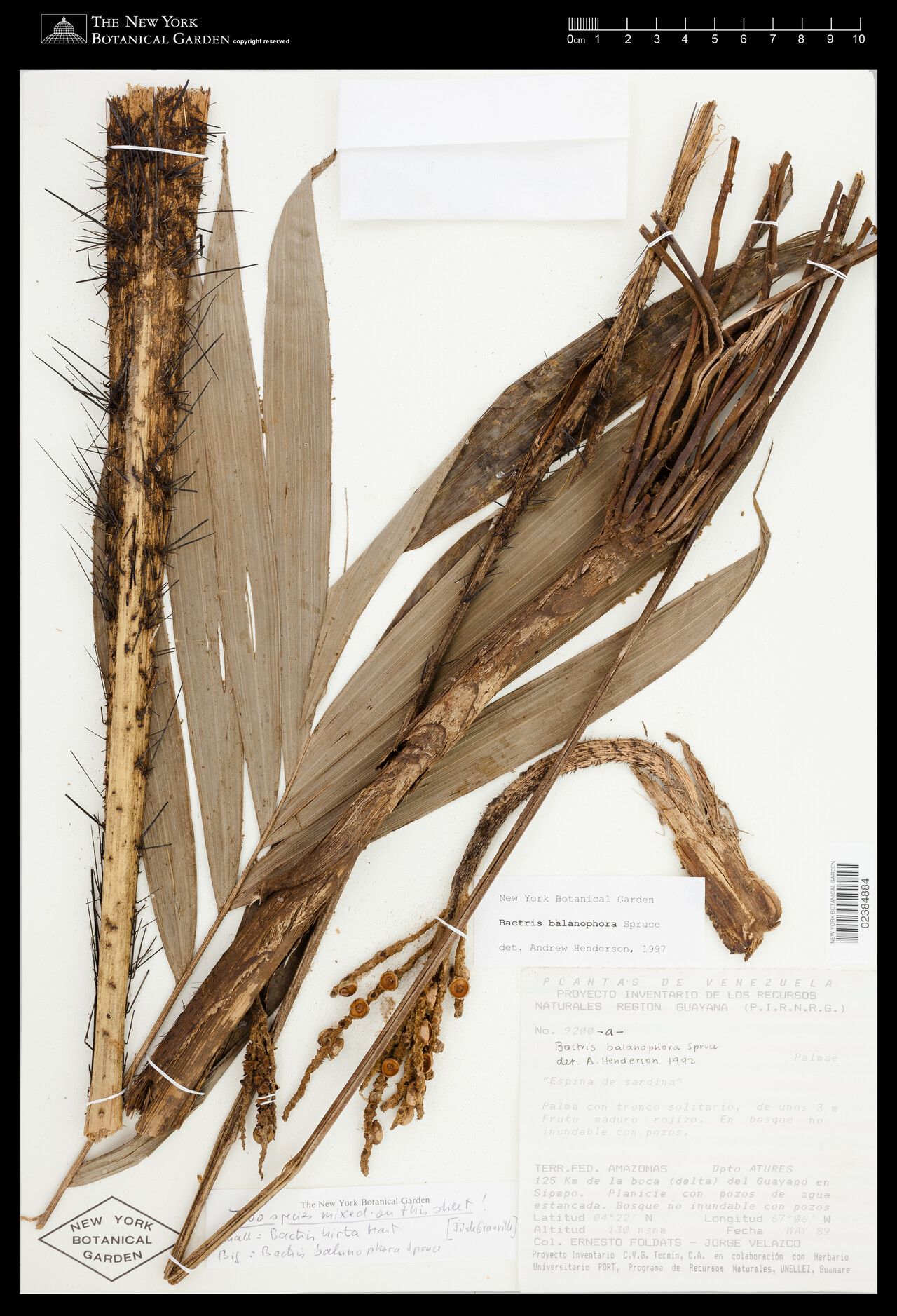 Bactris balanophora fruit