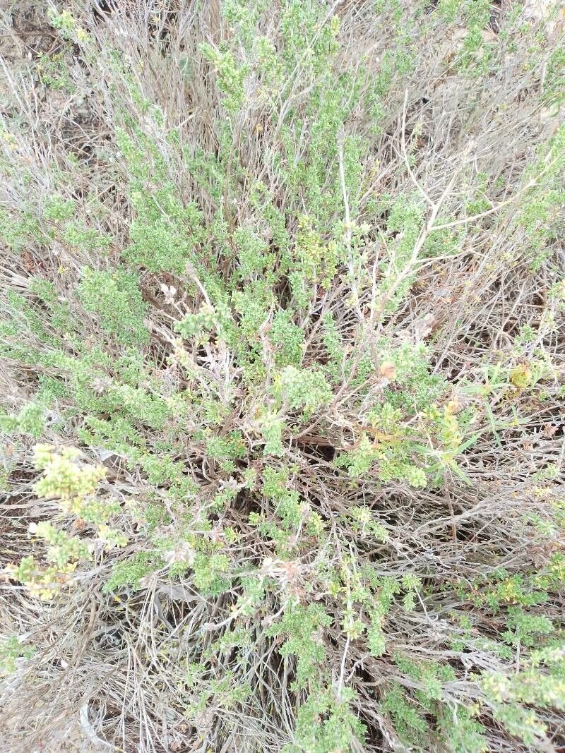 Thymus carnosus habit