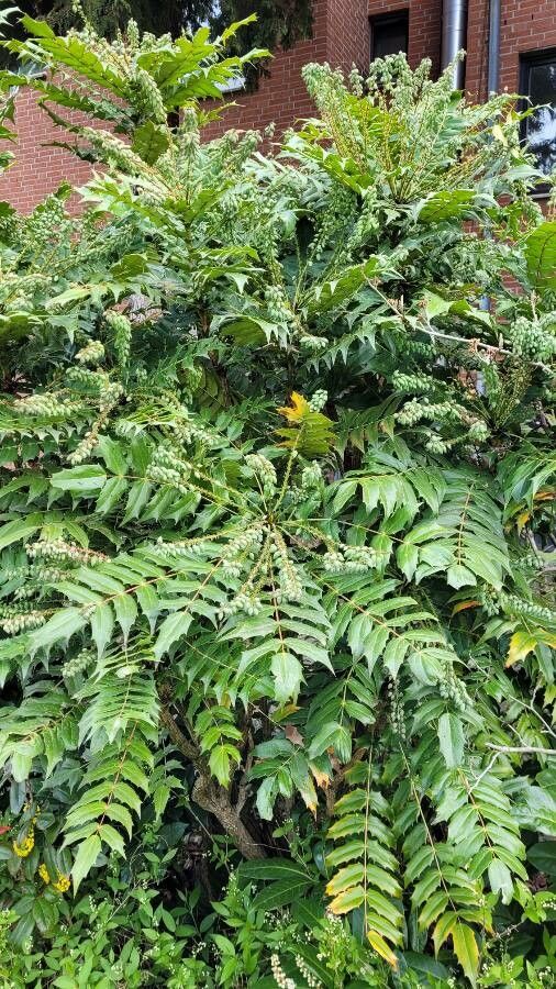 Berberis bealei leaf