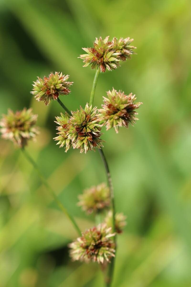 Juncus canadensis — houseplant care guide