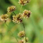 Juncus canadensis
