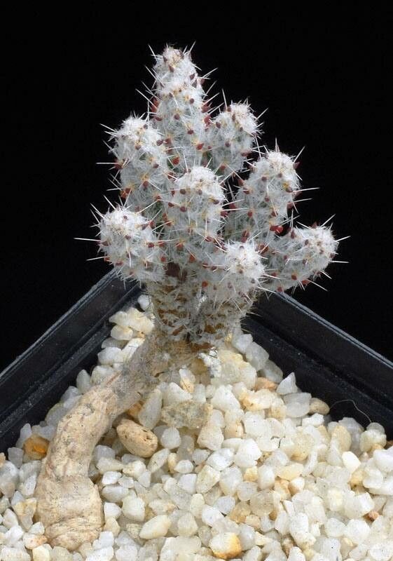 Grusonia pulchella habit