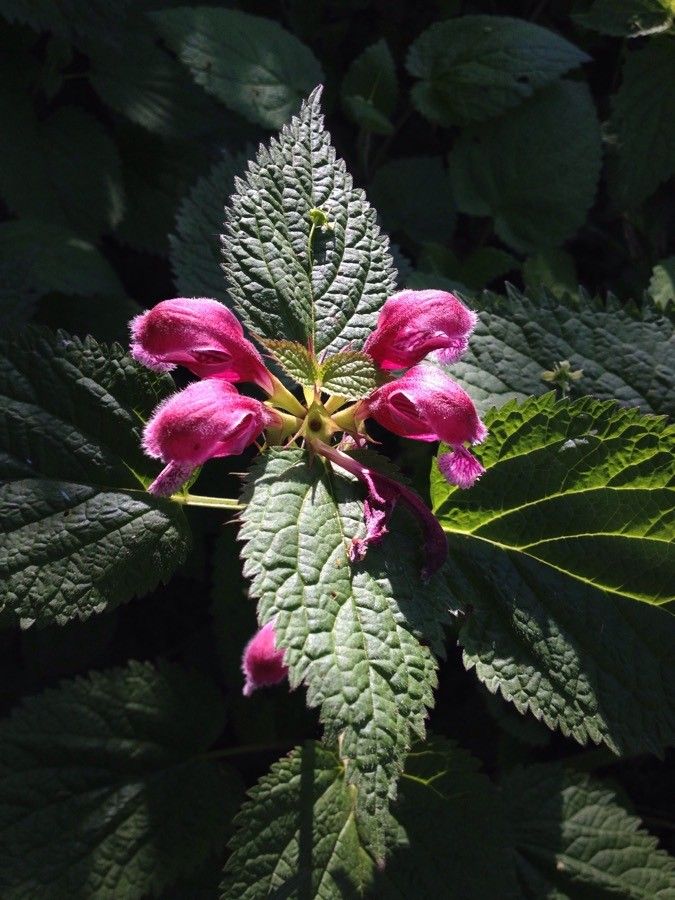 Lamium orvala flower