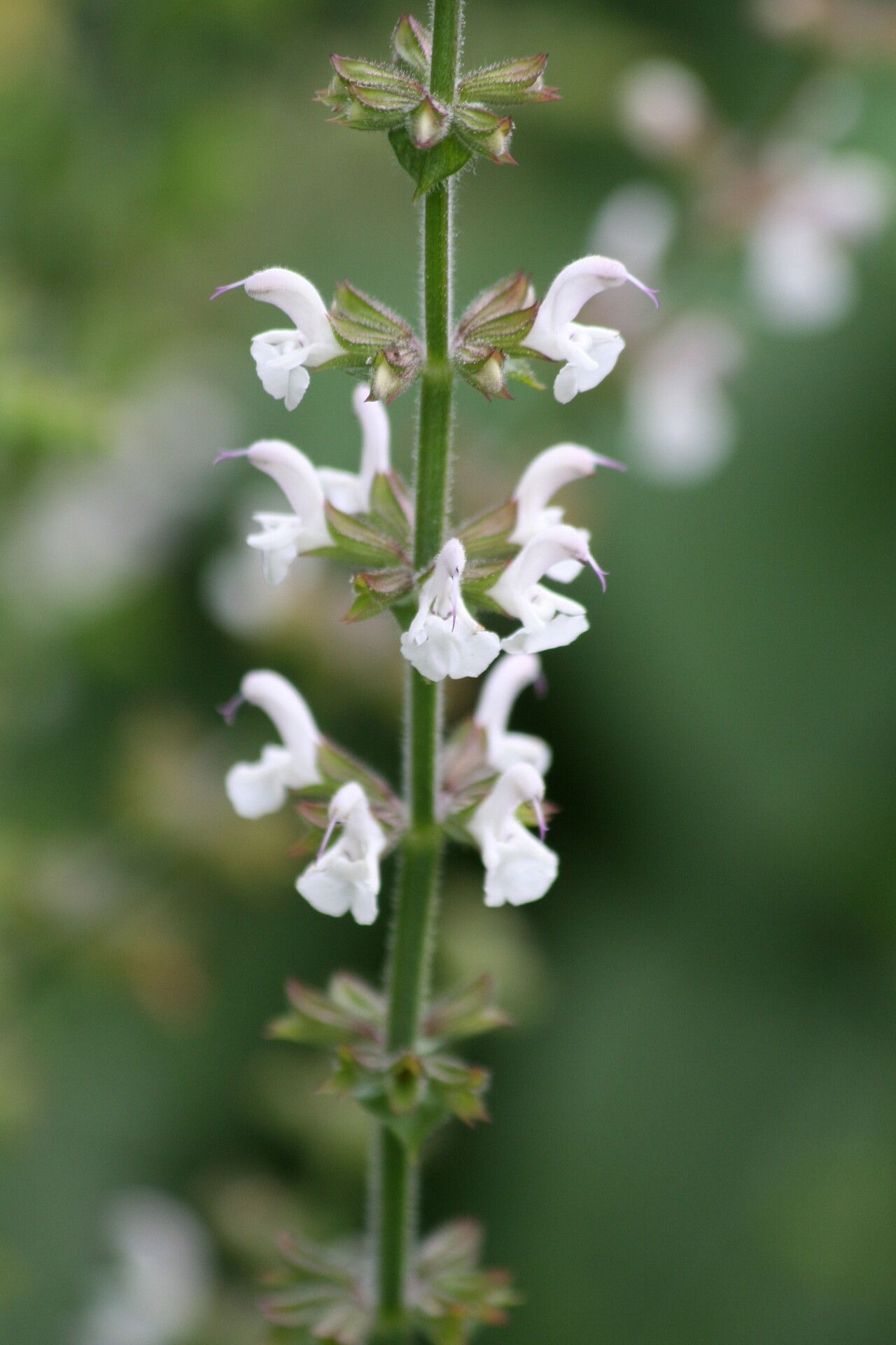 Salvia staminea flower