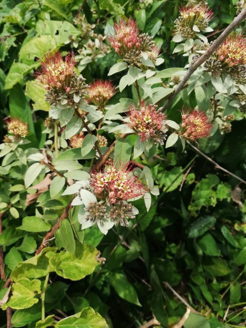 Combretum bracteatum flower
