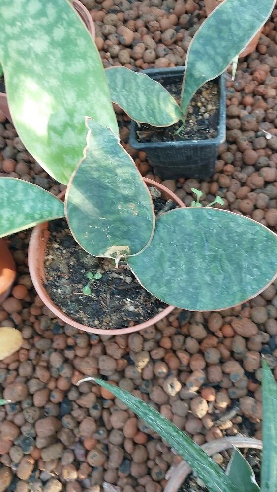 Dracaena masoniana — search result for 'Dracaena'