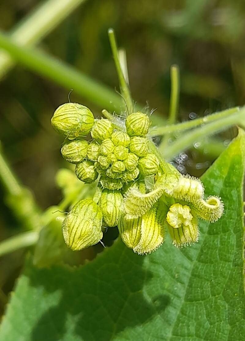 Sicyos odonellii flower