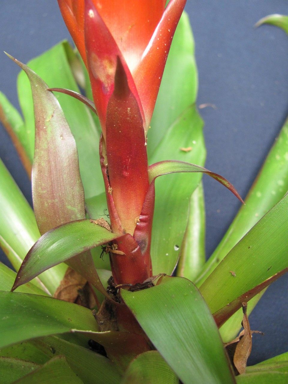 Vriesea heliconioides fruit