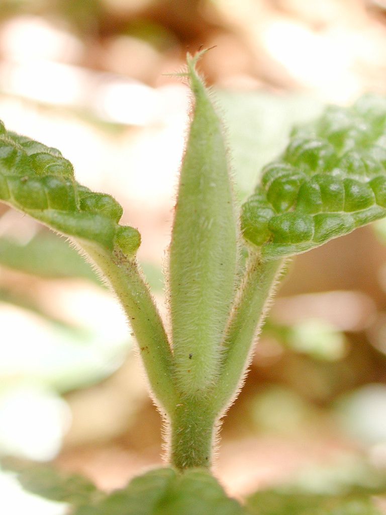 Psychotria toninensis bark