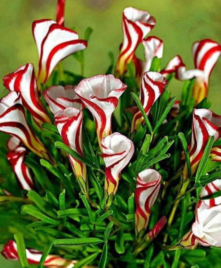 Linanthus dichotomus flower