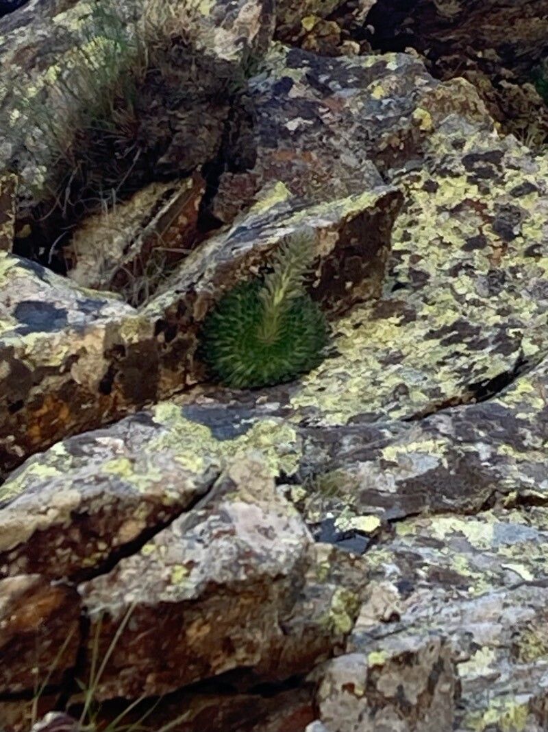 Saxifraga florulenta flower