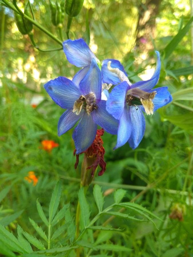 Delphinium wellbyi flower