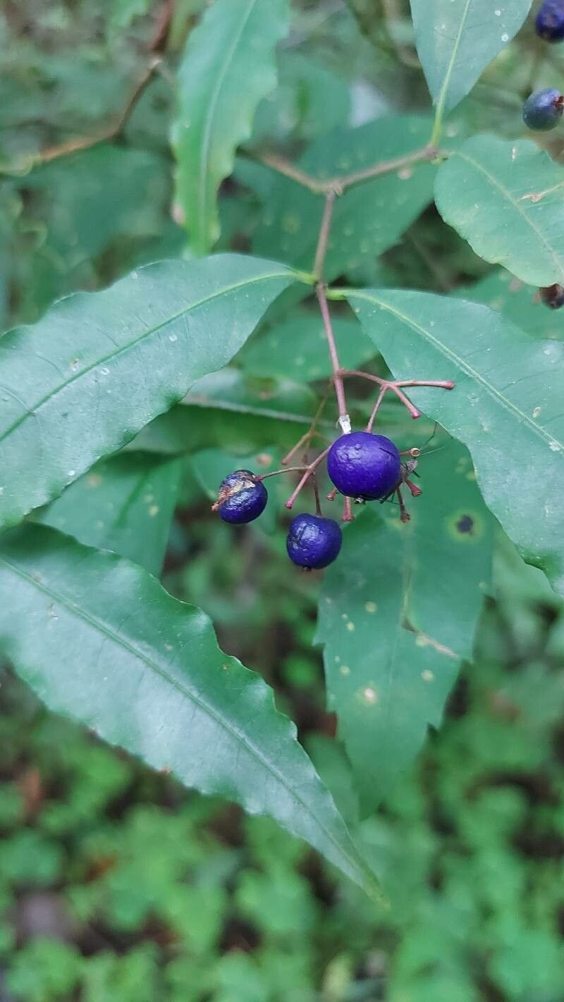 Psychotria leiocarpa fruit