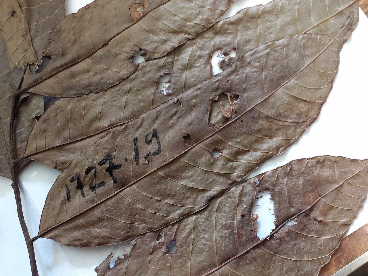 Thyrsodium puberulum — related species from the same genus