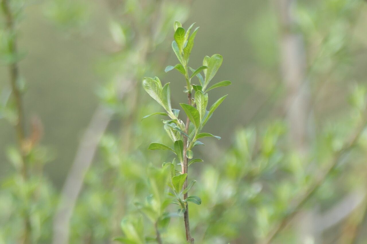 Salix sitchensis leaf