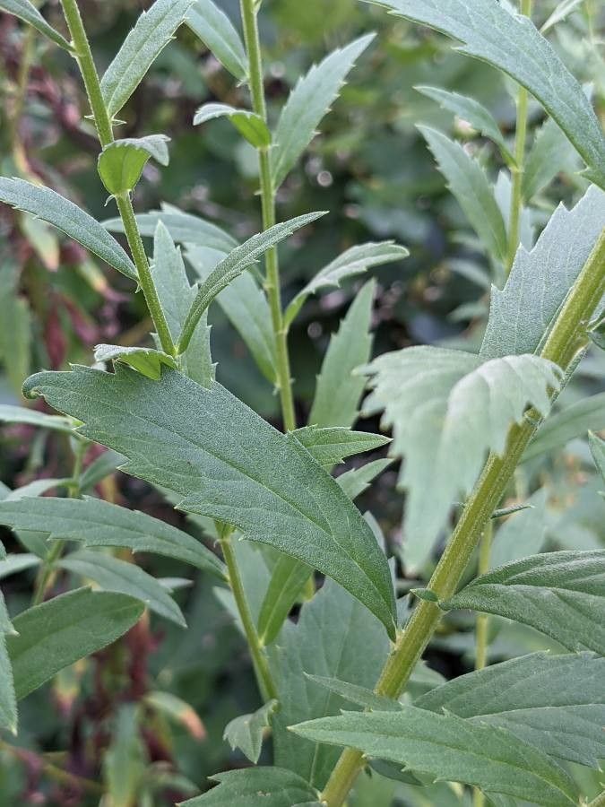 Leucanthemella serotina leaf