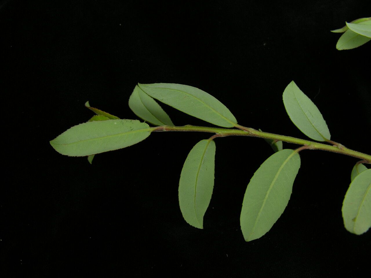 Salix denticulata habit