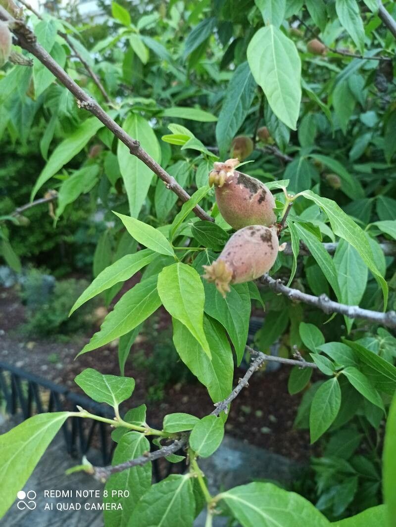 Chimonanthus fragrans fruit