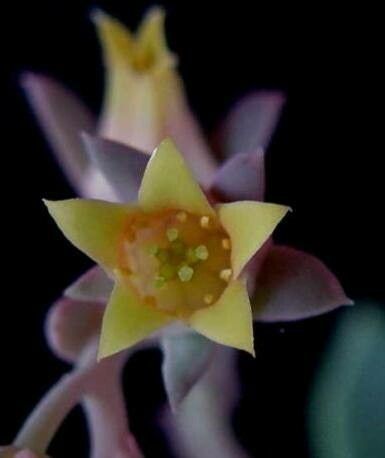 Echeveria tolucensis flower