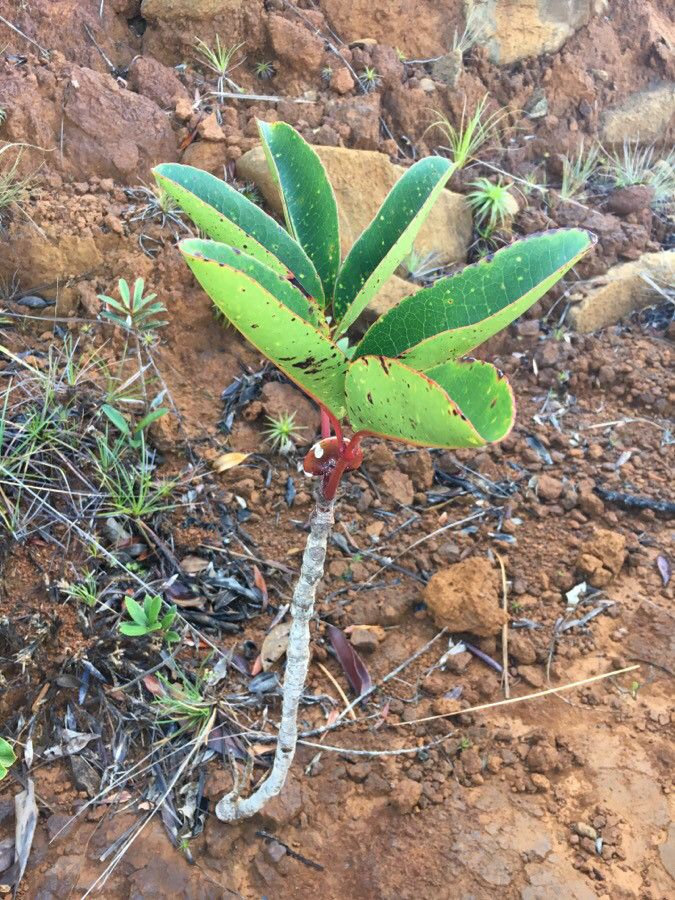 Cunonia macrophylla — houseplant care guide