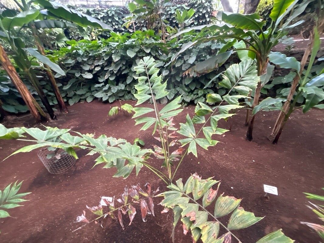 Ptychosperma burretianum — related species from the same genus