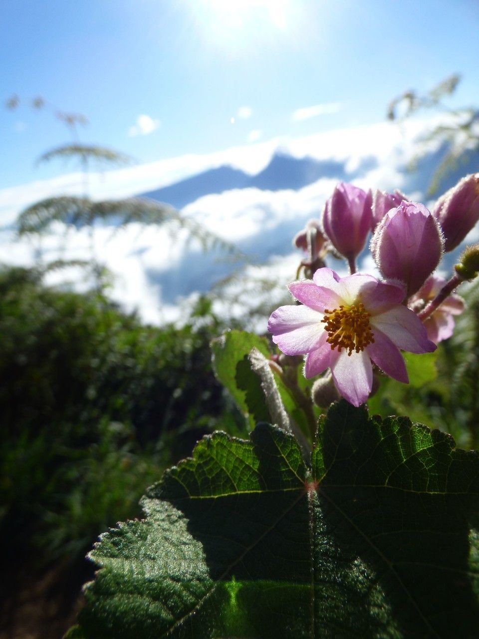 Sparrmannia ricinocarpa flower