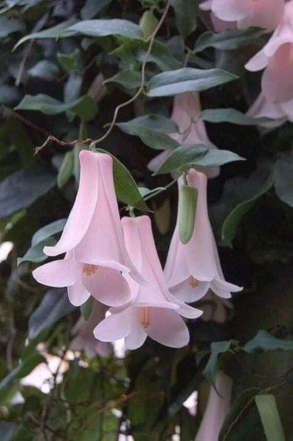 Lapageria rosea flower