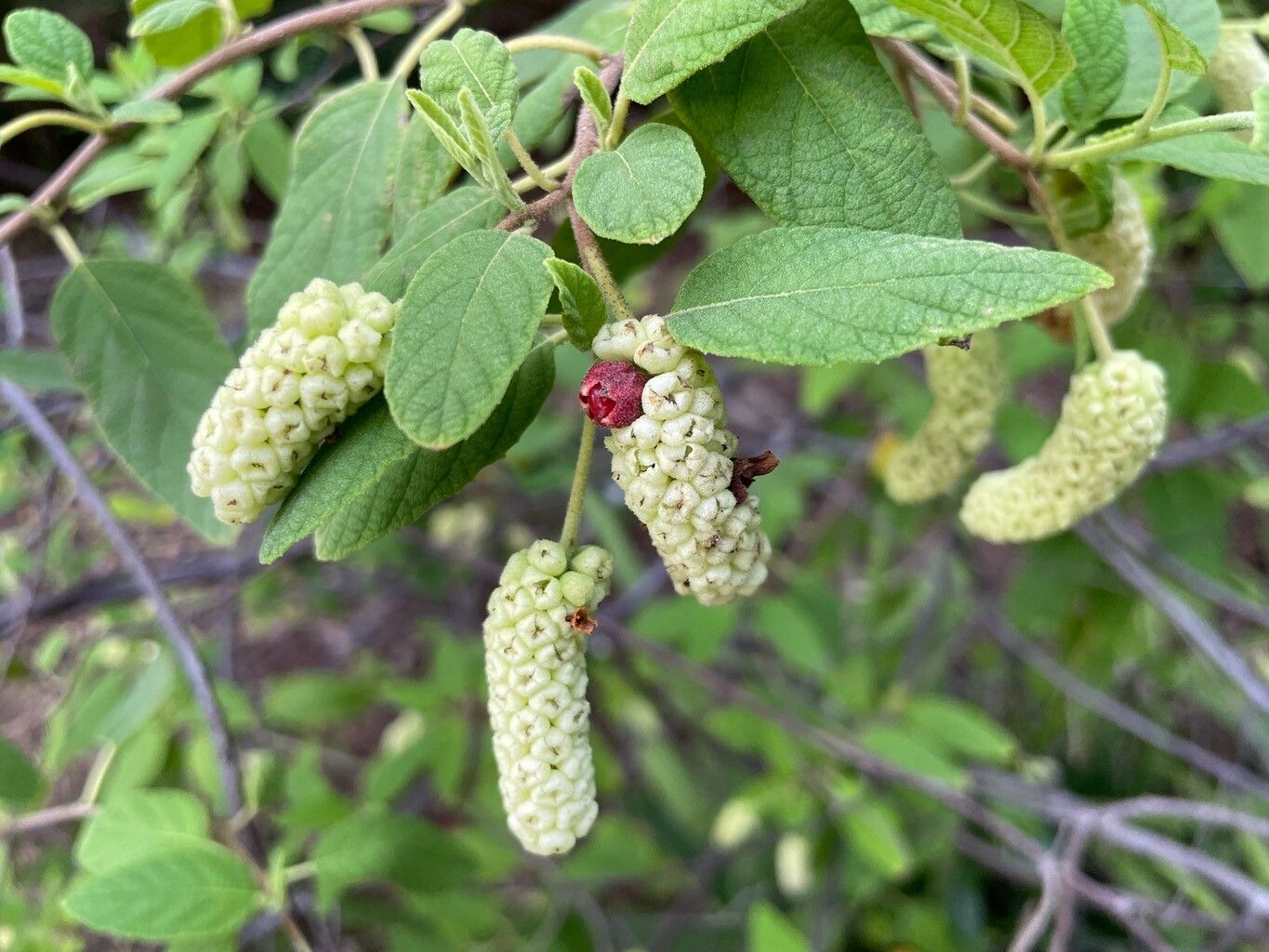 Varronia brownei fruit
