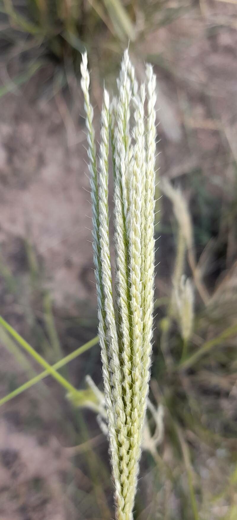 Chloris castilloniana fruit