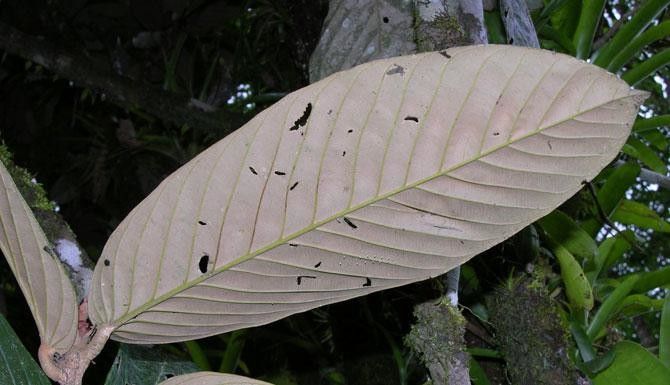 Licania belloi leaf