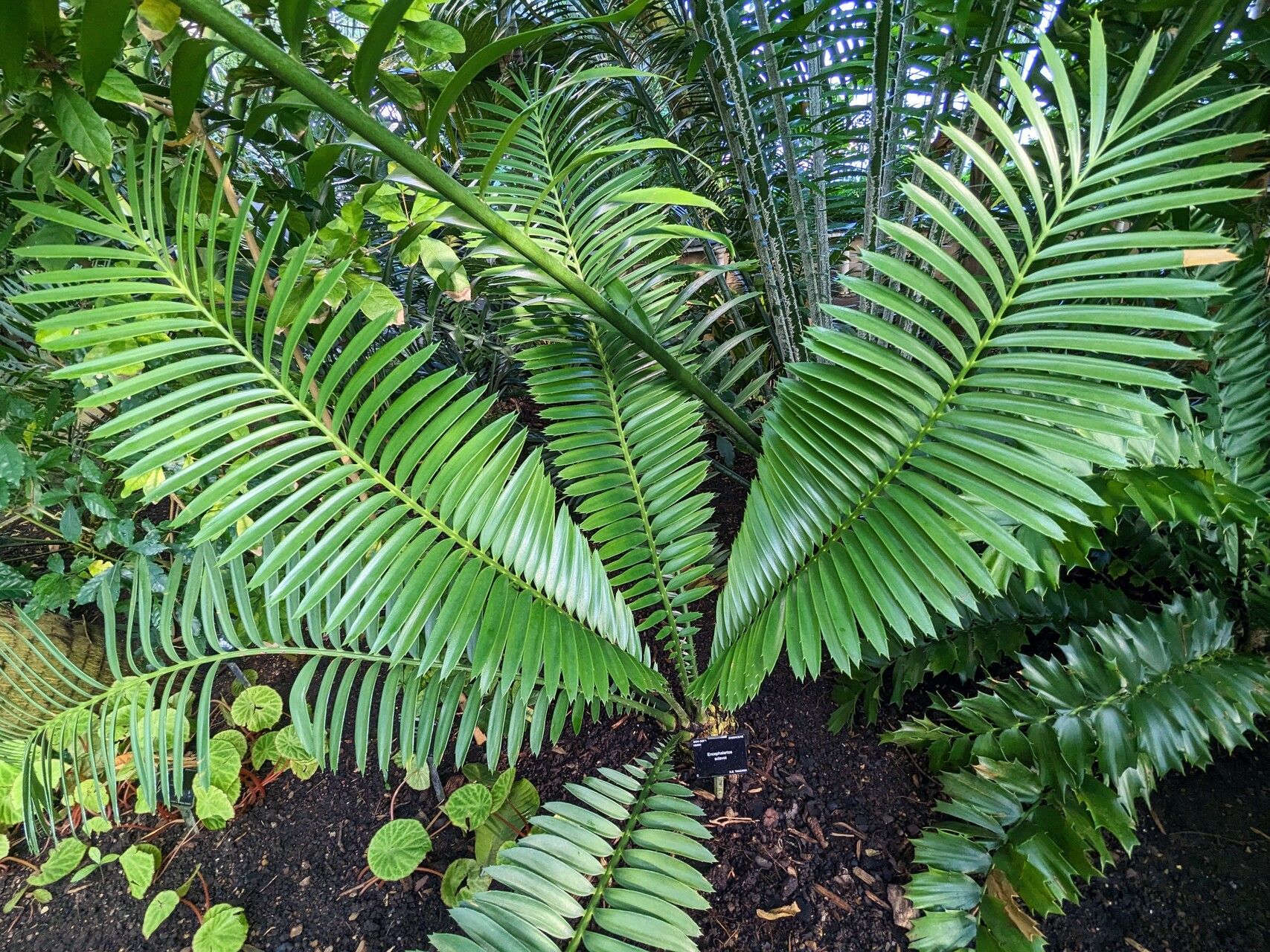 Encephalartos sclavoi habit