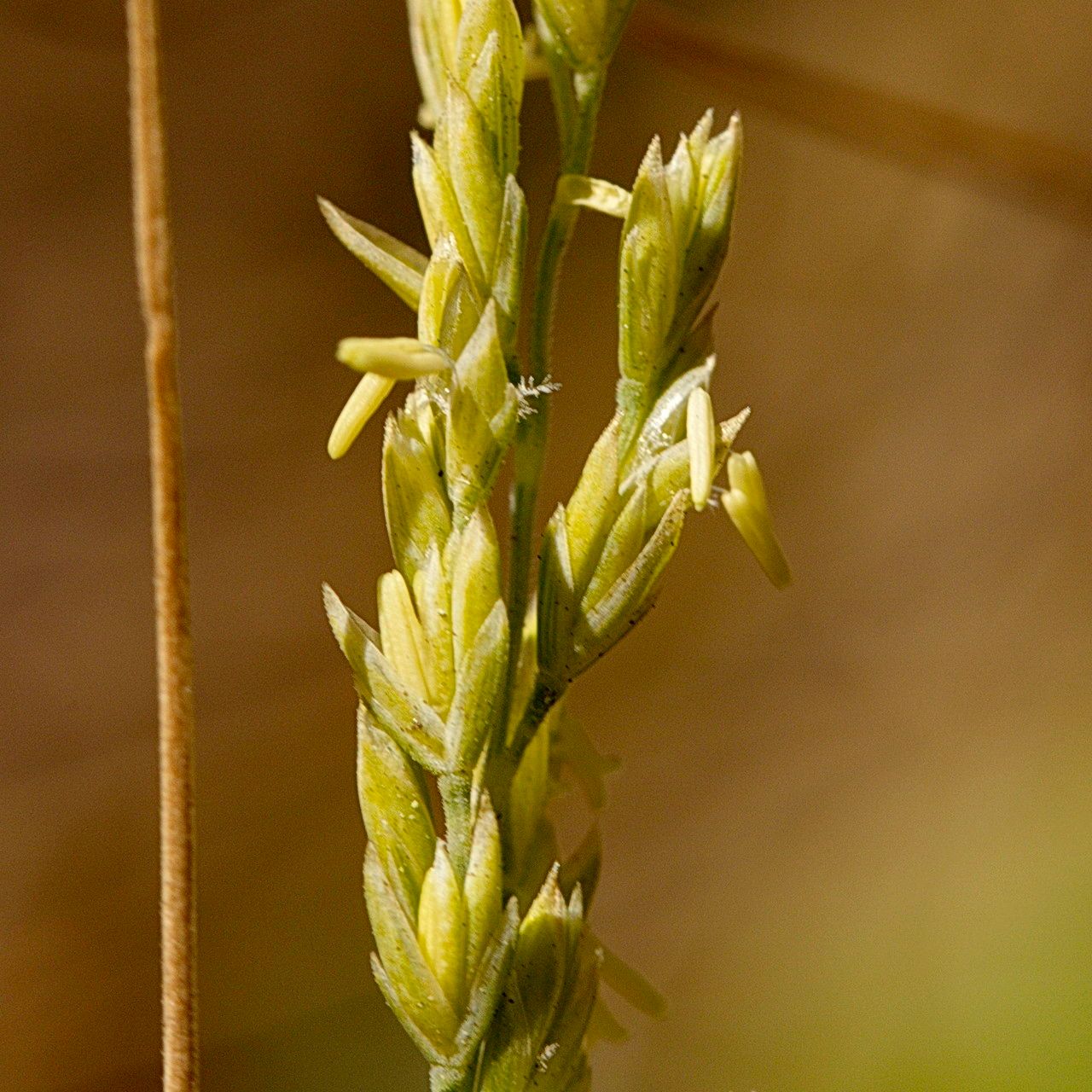 Milium vernale flower