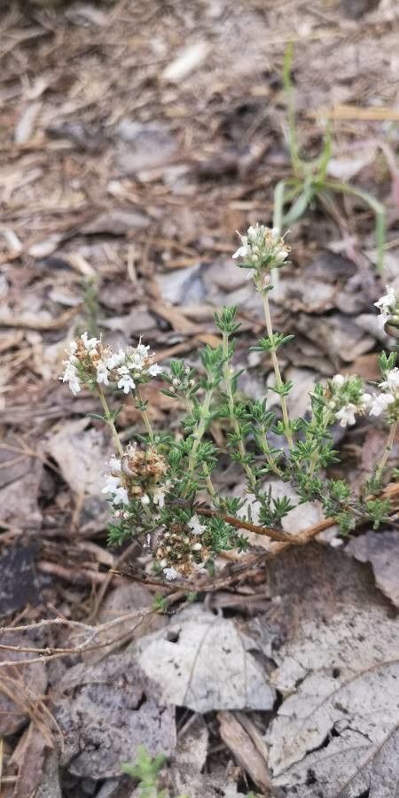 Thymus carnosus habit