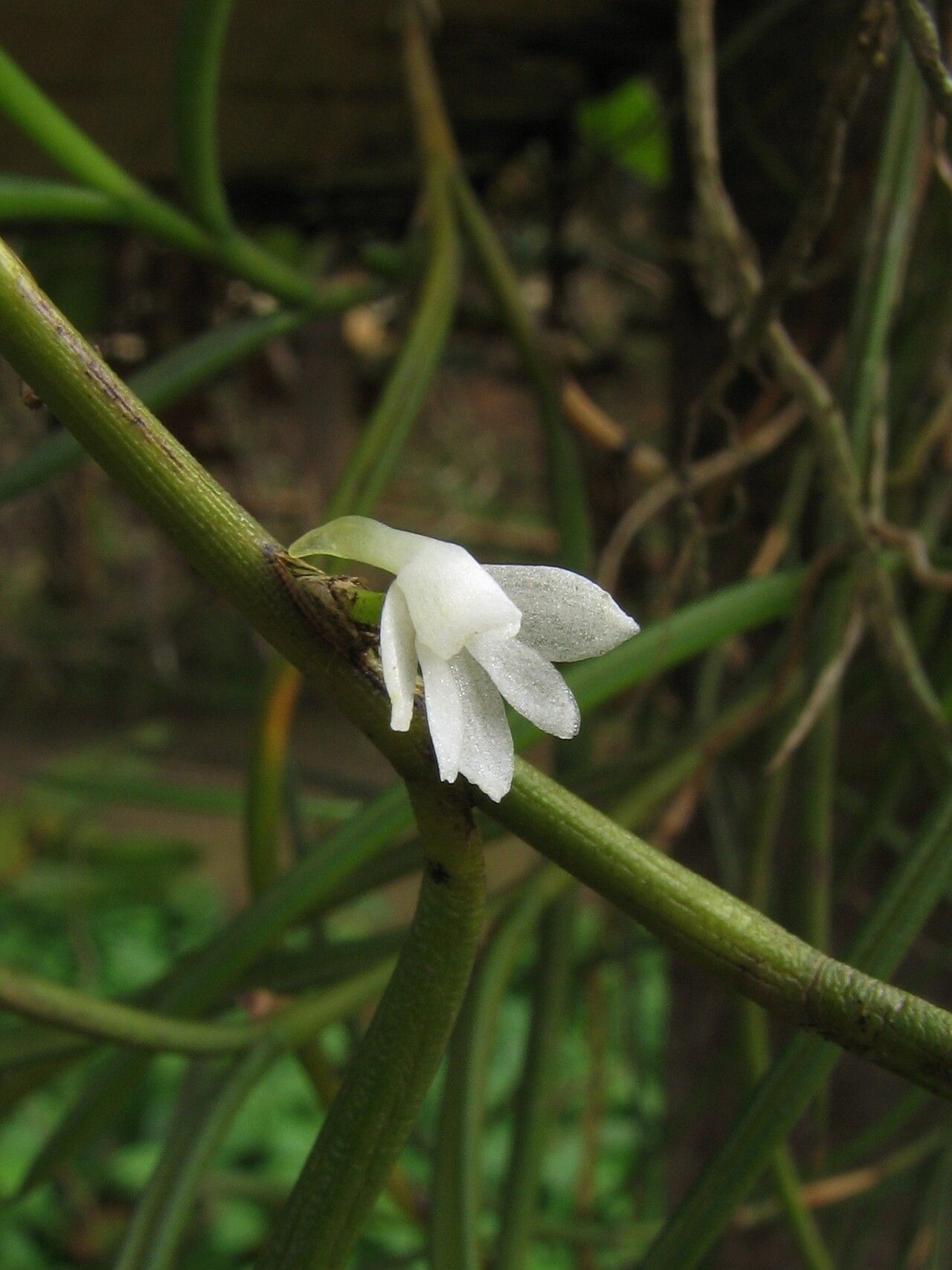 Angraecum subulatum flower