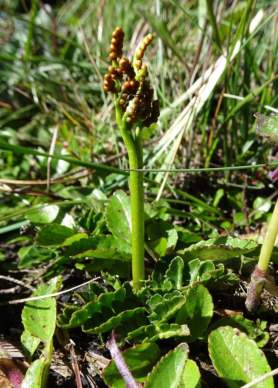 Botrychium schaffneri flower
