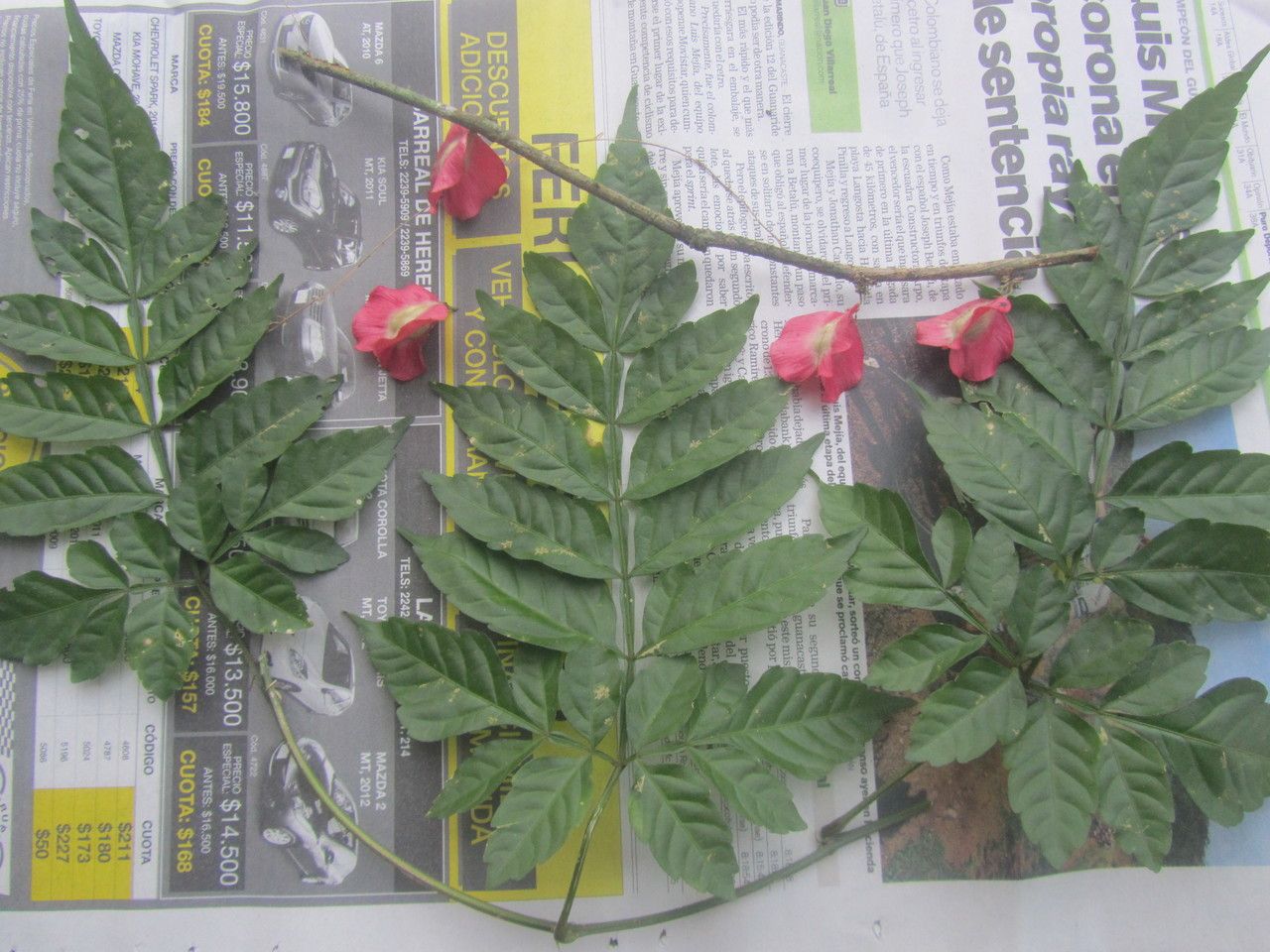 Paullinia serjaniifolia — search result for 'Paullinia'