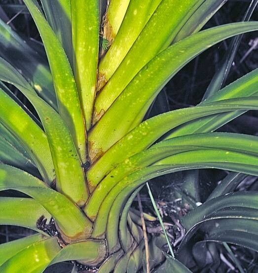 Freycinetia banksii — search result for 'Pandanaceae'