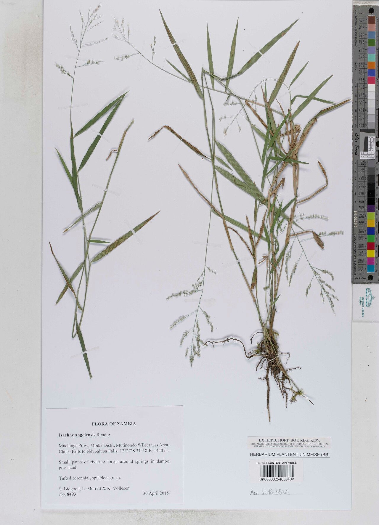 Isachne angolensis — related species from the same genus