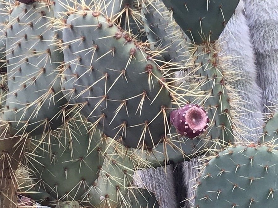 Opuntia phaeacantha fruit