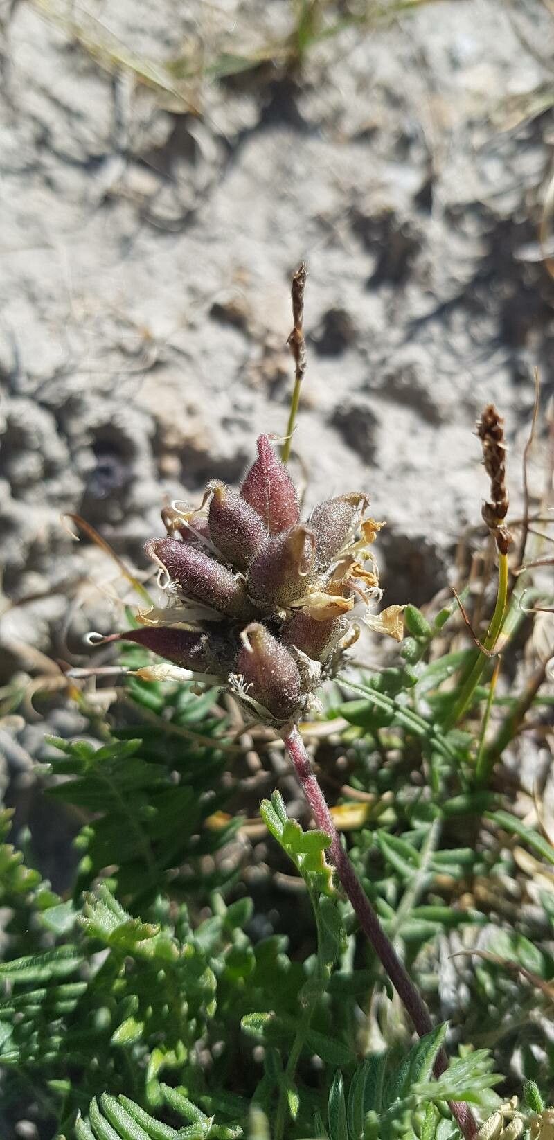 Oxytropis campestris fruit