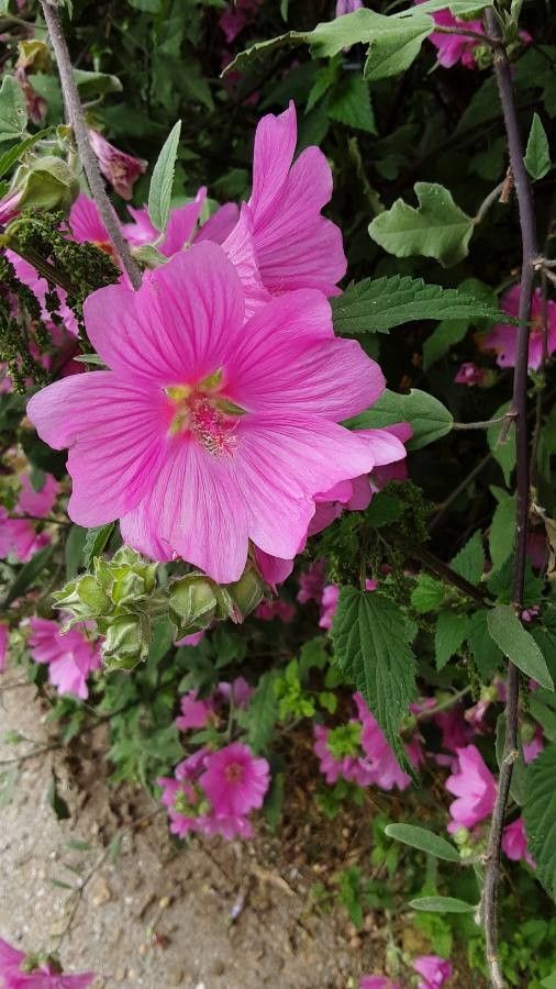 Lavatera olbia flower