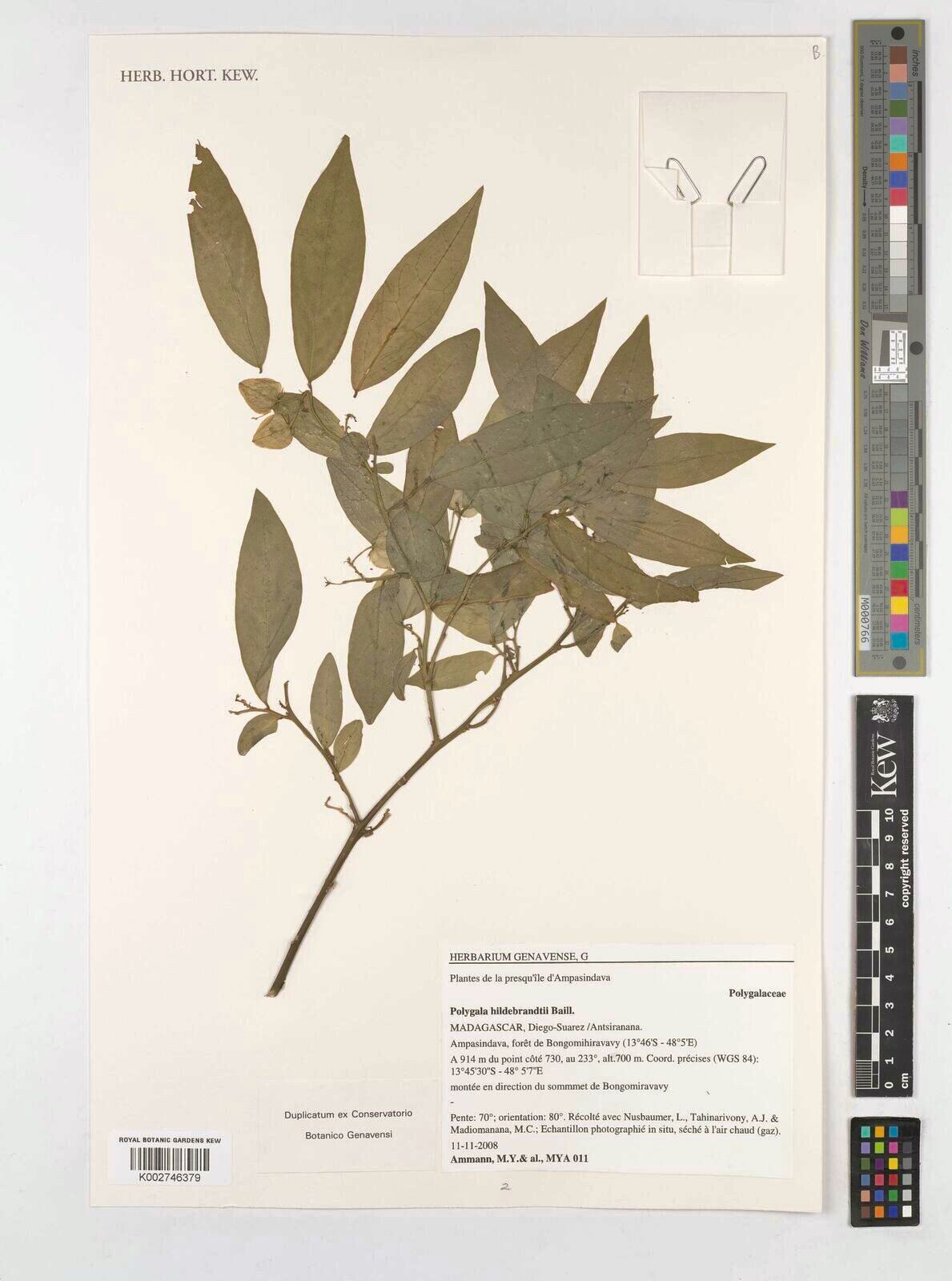 Polygala hildebrandtii — houseplant care guide