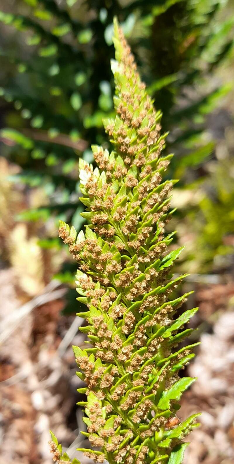 Polystichum plicatum fruit