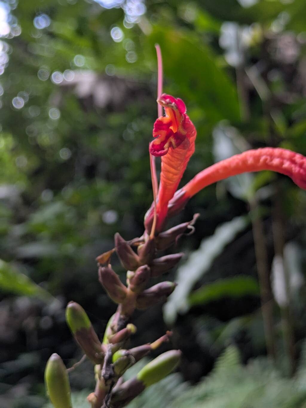 Aphelandra runcinata flower