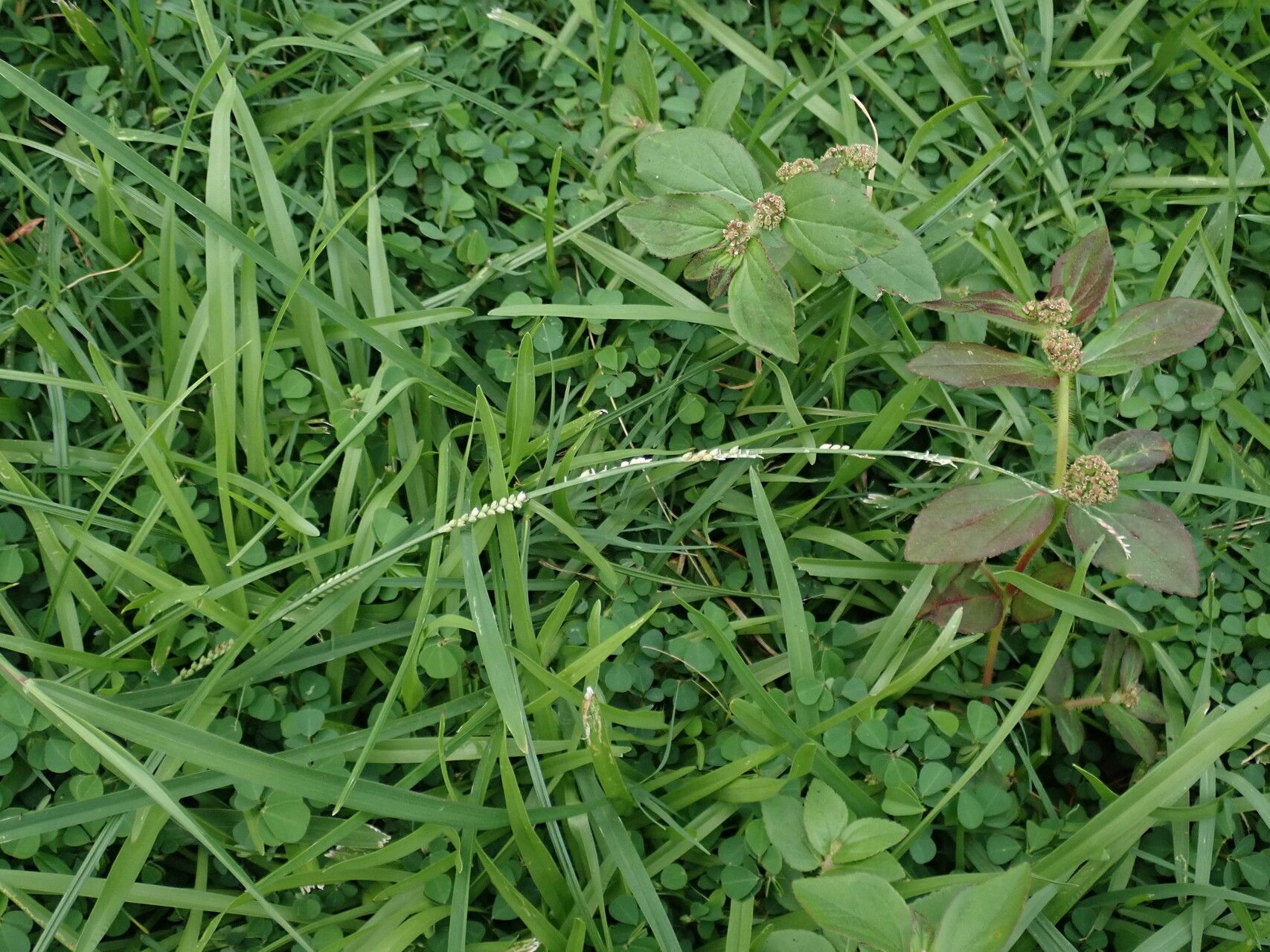 Setaria flavida habit