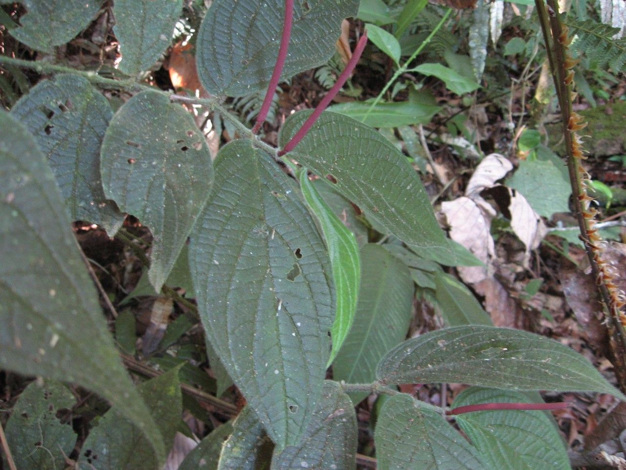 Piper polytrichum — search result for 'Piper'